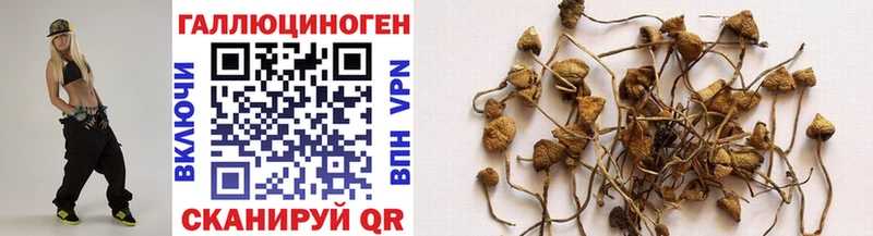 цена   Дагестанские Огни  Галлюциногенные грибы Psilocybine cubensis 